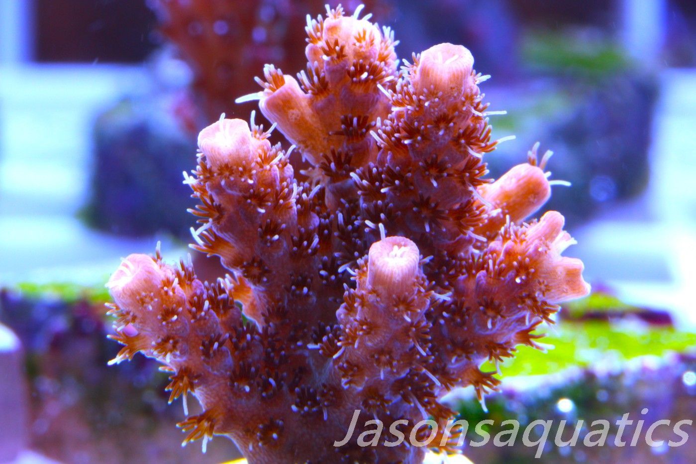 Acropora Hyacinthus Pink Table Acro Frag G