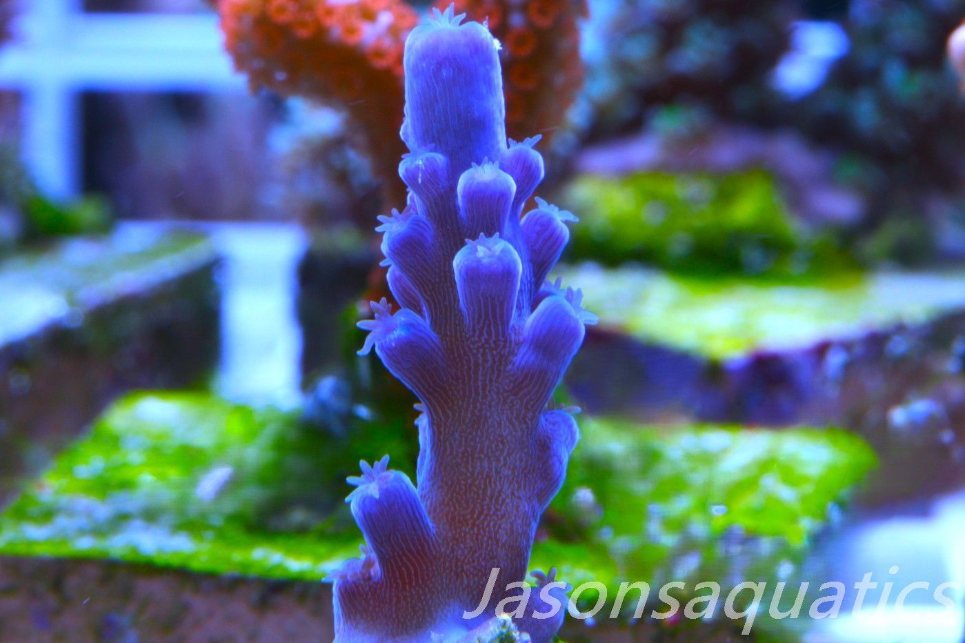 Acropora Oregon Tort Frag H