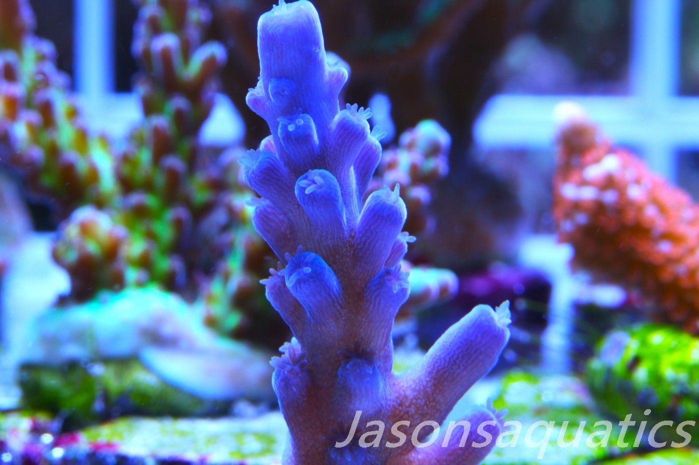 Acropora Oregon Tort Frag J