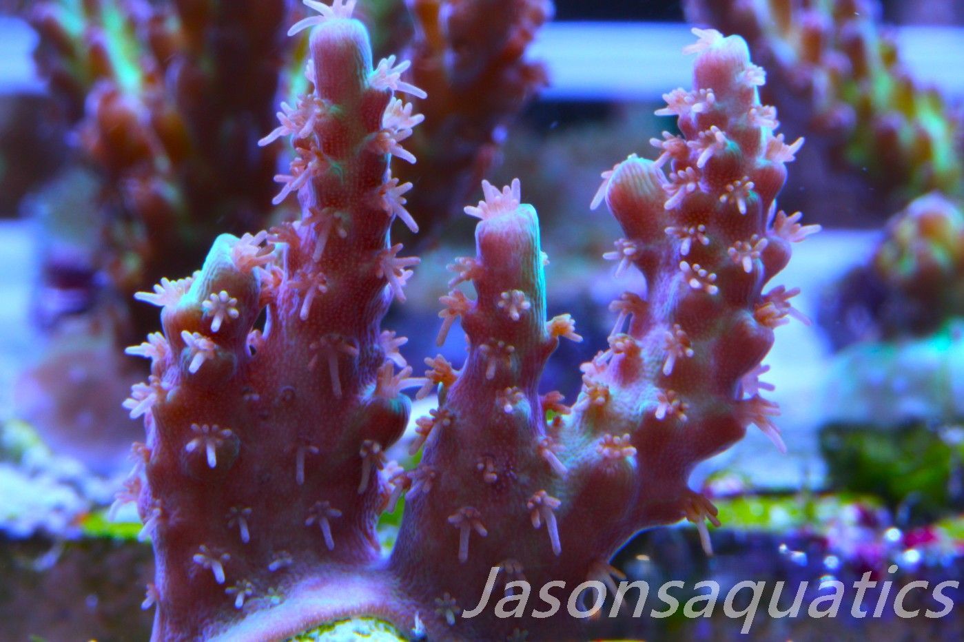 Acropora Plana Frag F