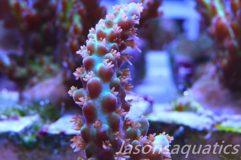 Acropora Plana Frag G