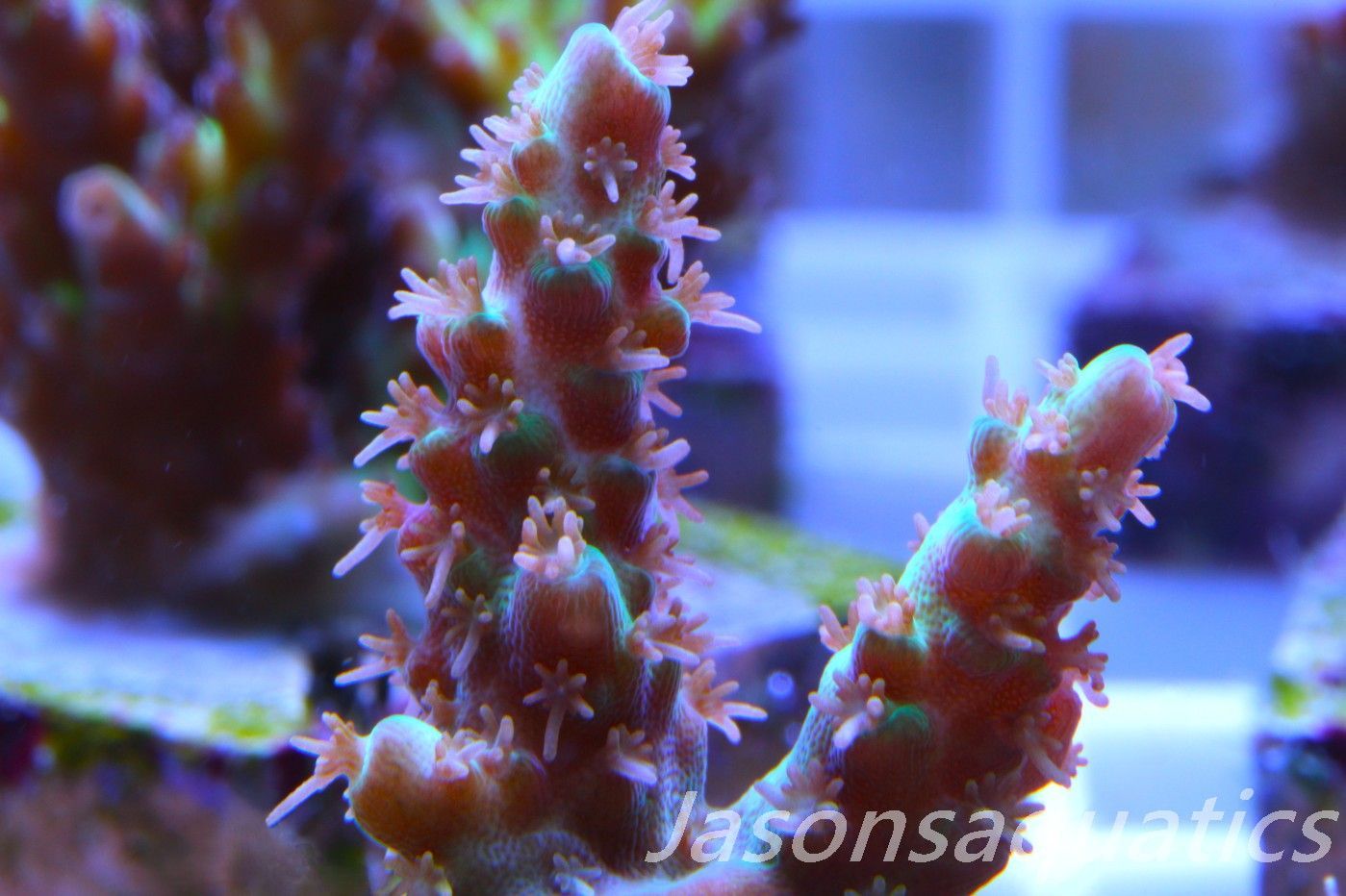 Acropora Plana Frag H Acropora Plana Frag H