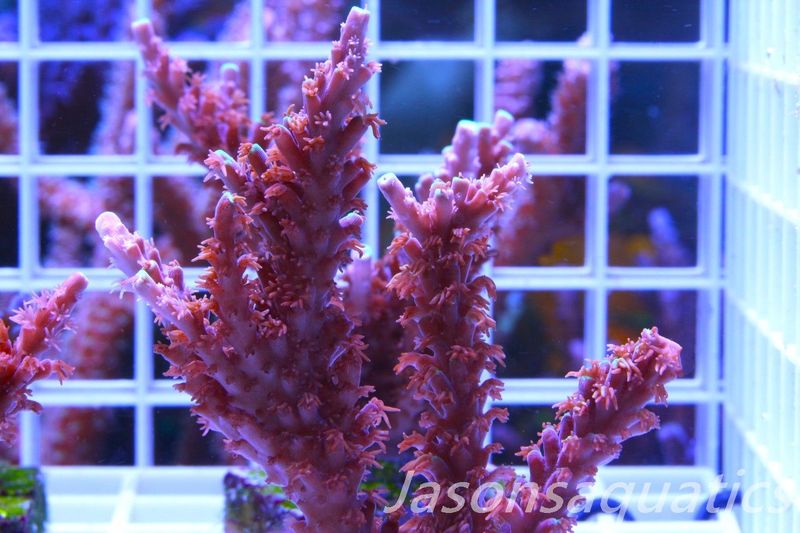 Acropora Horrida, Blue Tips Dayglow Green Rim,Micro Colony, Frag H