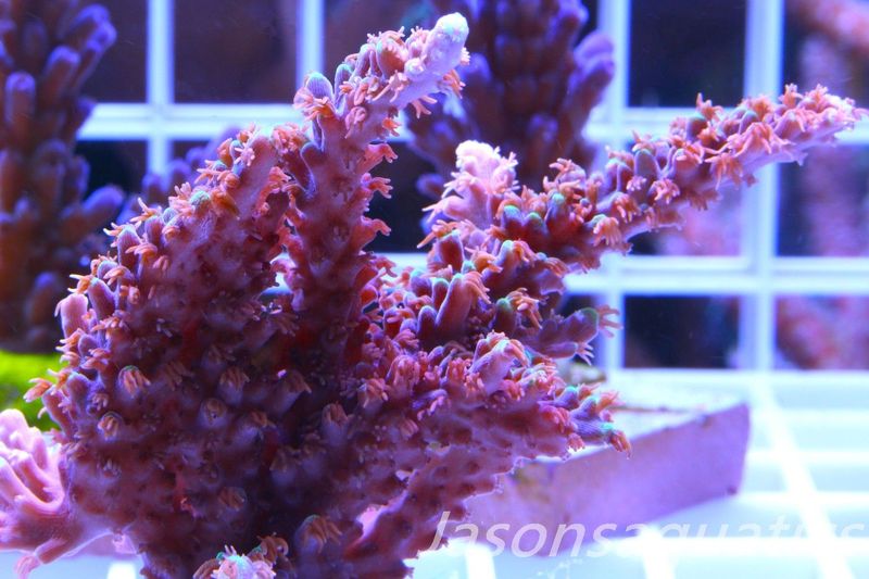 Acropora Horrida, Blue Tips Dayglow Green Rim,Micro Colony, Frag J