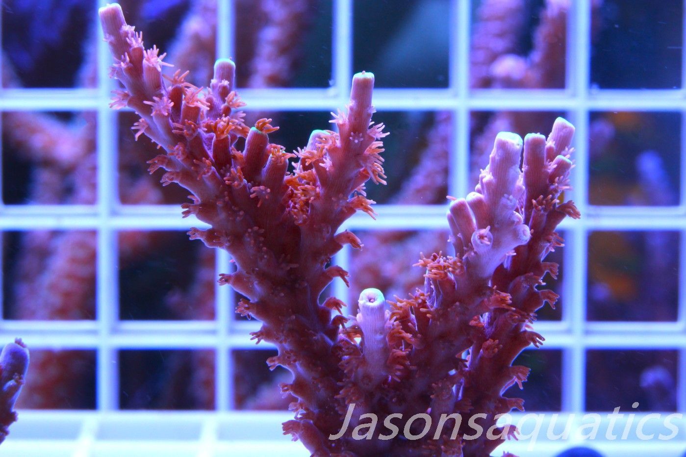 Acropora Horrida, Blue Tips Dayglow Green Rim,Micro Colony, Frag K Acropora Horrida, Blue Tips Dayglow Green Rim,Micro Colony, Frag K
