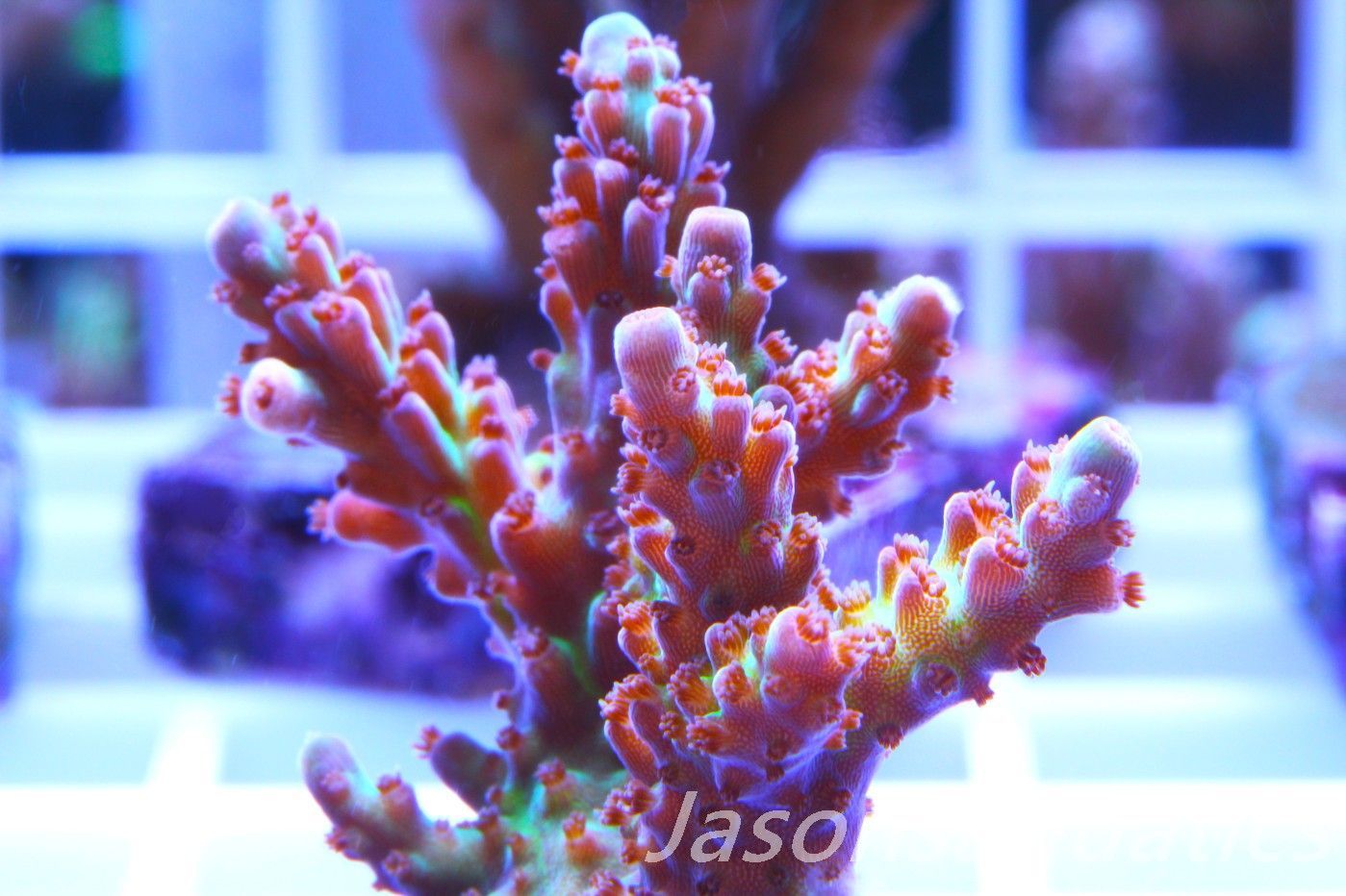 Acropora, Ultra Rare Australian Chroma Nova Frag K Acropora, Ultra Rare Australian Chroma Nova Frag K