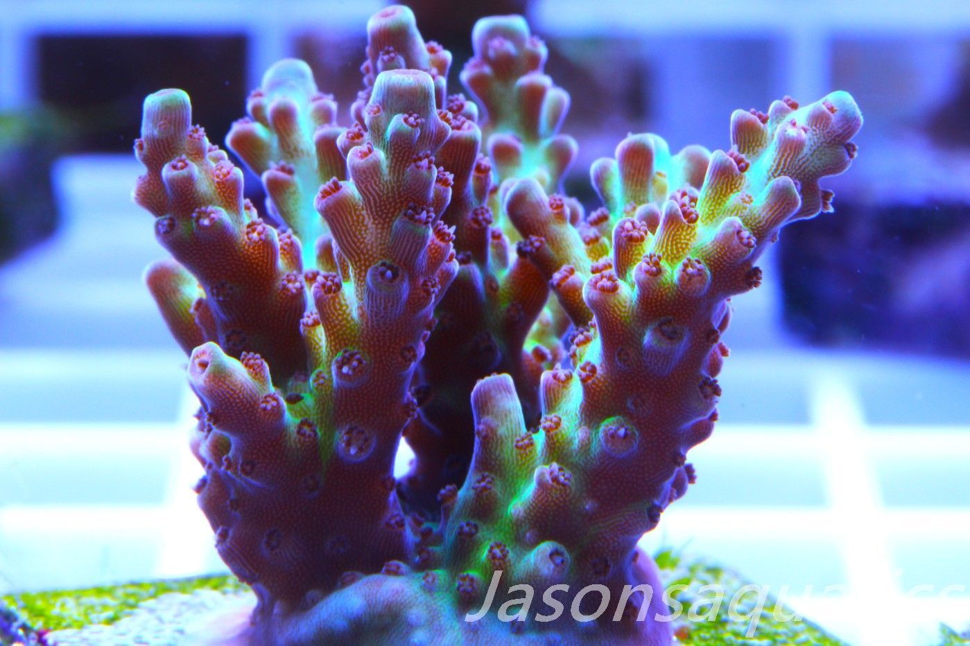 Acropora, Ultra Rare Australian Chroma Nova Frag L Acropora, Ultra Rare Australian Chroma Nova Frag L