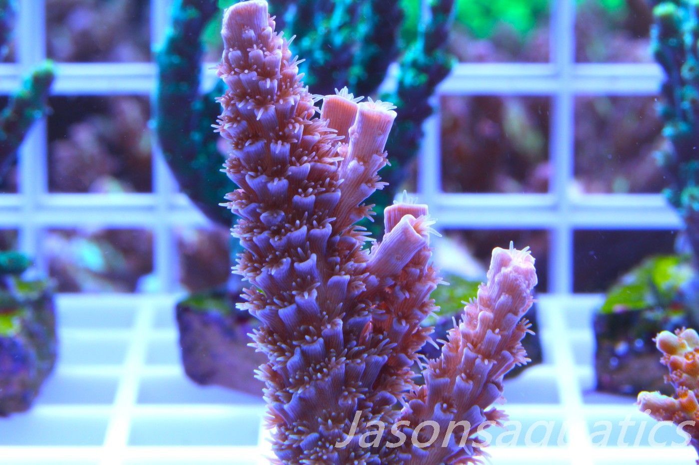 Acropora Pink Tenuis (Acropora Bifaria) Frag G