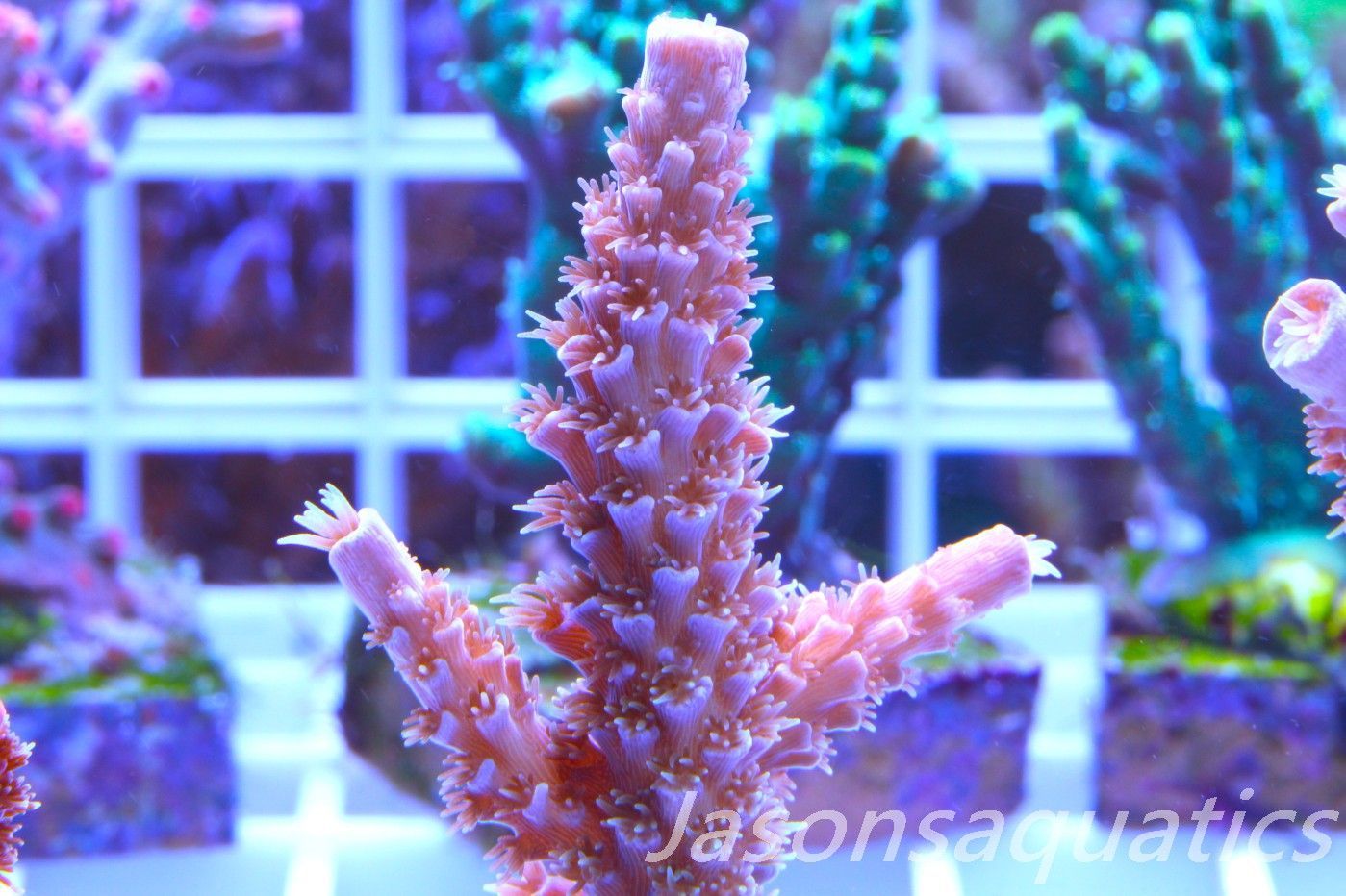Acropora Pink Tenuis (Acropora Bifaria) Frag I