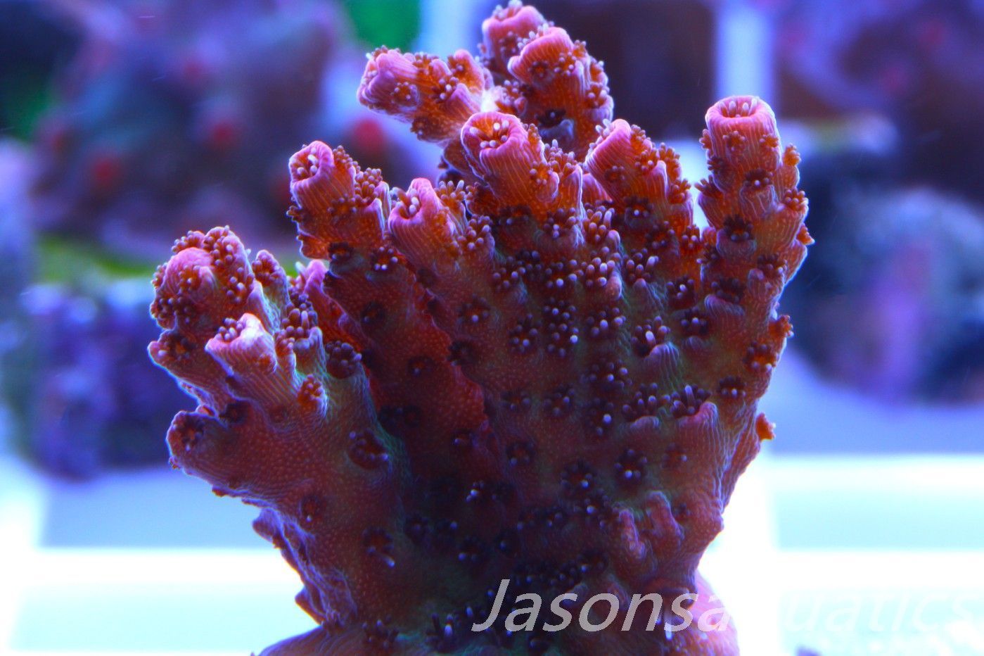 Acropora, All Time Classic Red Planet Frag I
