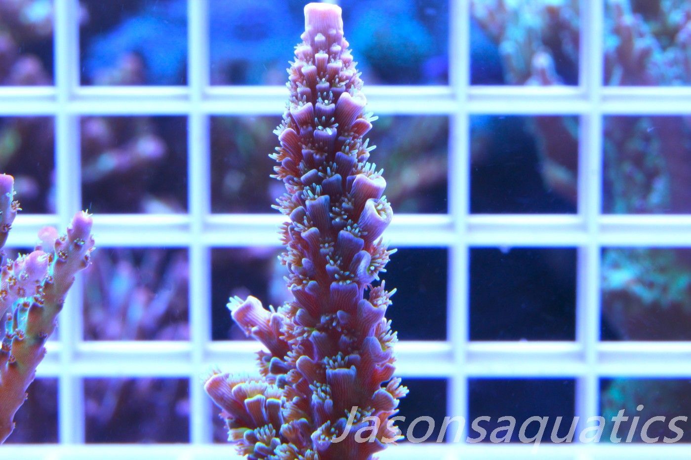 Acropora, JA Luigi Hoeksamai.Pink Tips with Dayglow Inner Corallites Frag H