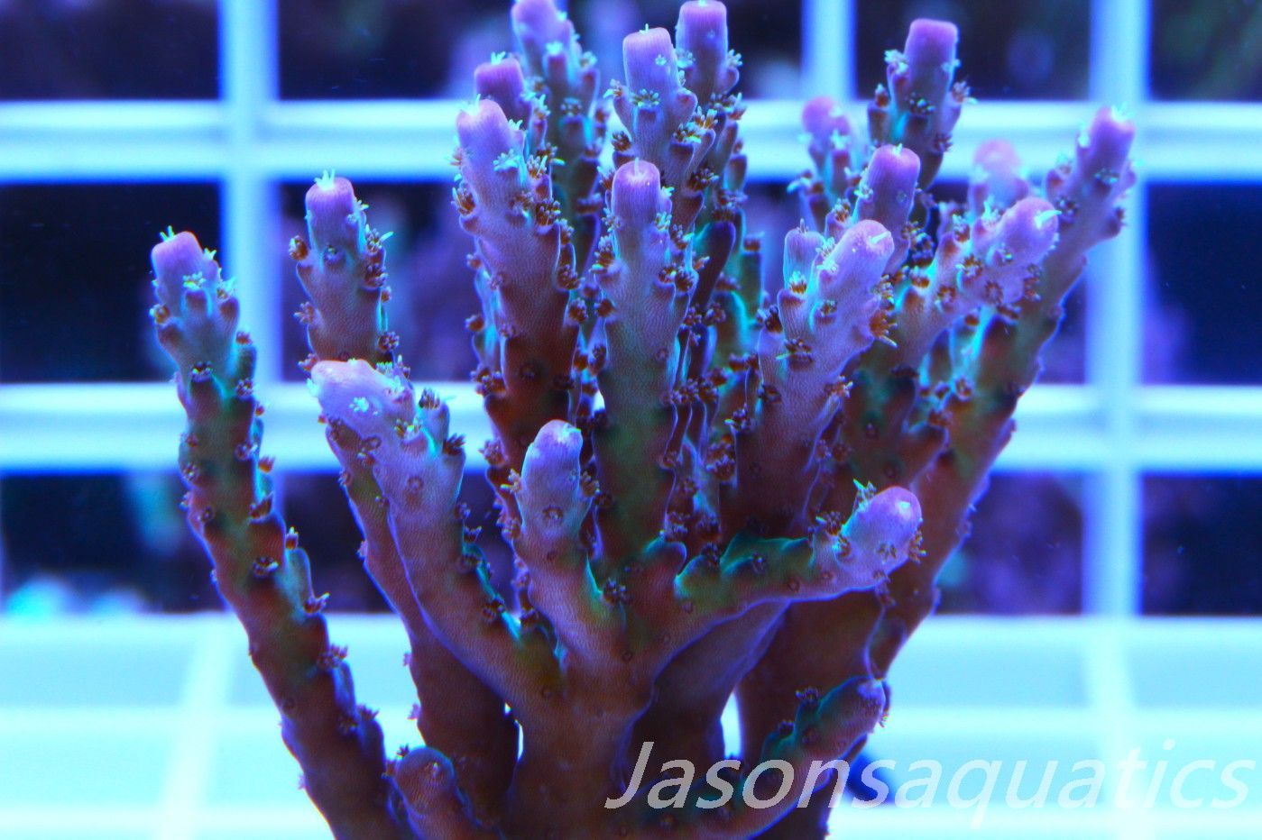 Acropora Pearlberry,Good size Frag,Frag G