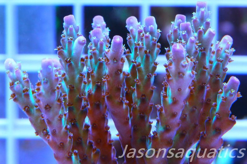 Acropora Pearlberry,Good size Frag,Frag I