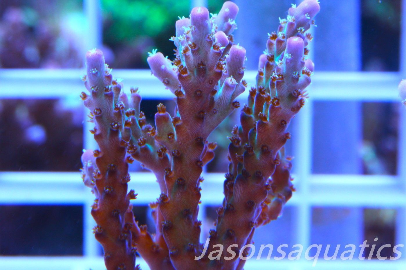 Acropora Pearlberry,Good size Frag,Frag J Acropora Pearlberry,Good size Frag,Frag J