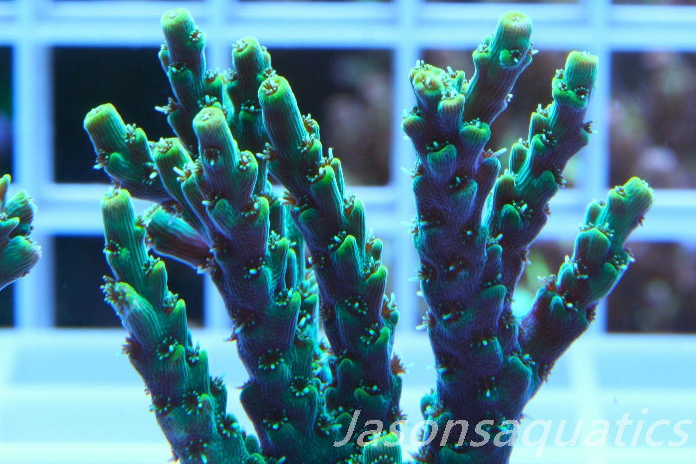 Acropora Microclados Morph Frag I Acropora Microclados Morph Frag I