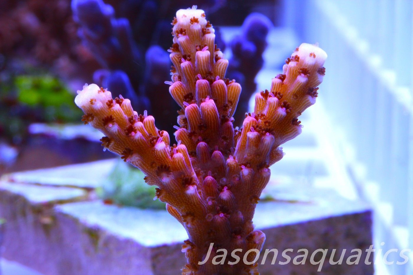 Acropora Bill Berry, AKA Sour Berry Frag F