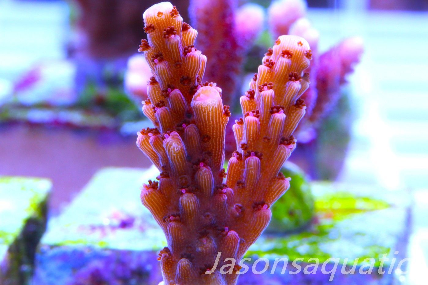 Acropora Bill Berry, AKA Sour Berry Frag H