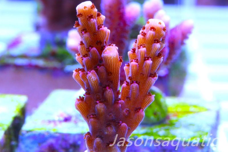 Acropora Bill Berry, AKA Sour Berry Frag H