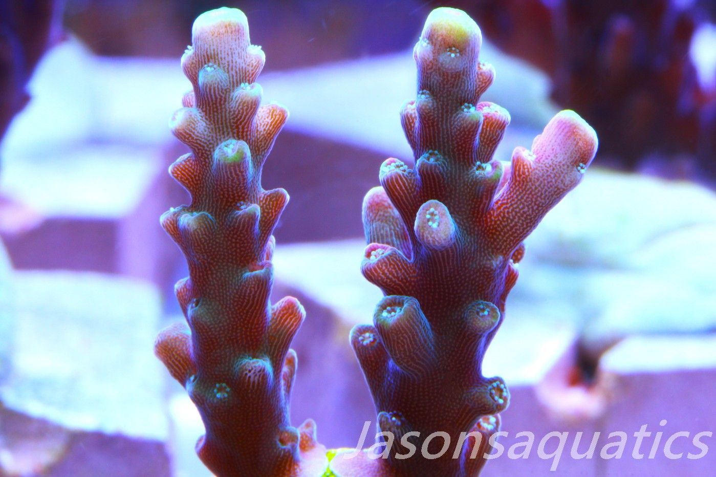 Acropora latistella ,Bali shortcake AKA firecracker Frag G Acropora latistella ,Bali shortcake AKA firecracker Frag G