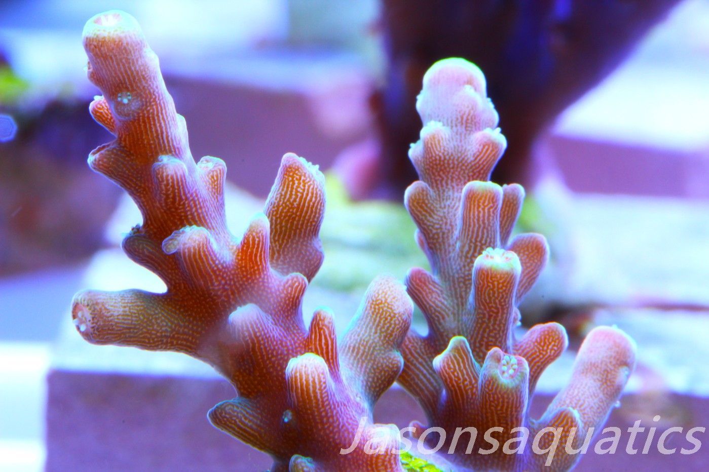 Acropora latistella ,Bali shortcake AKA firecracker Frag I Acropora latistella ,Bali shortcake AKA firecracker Frag I