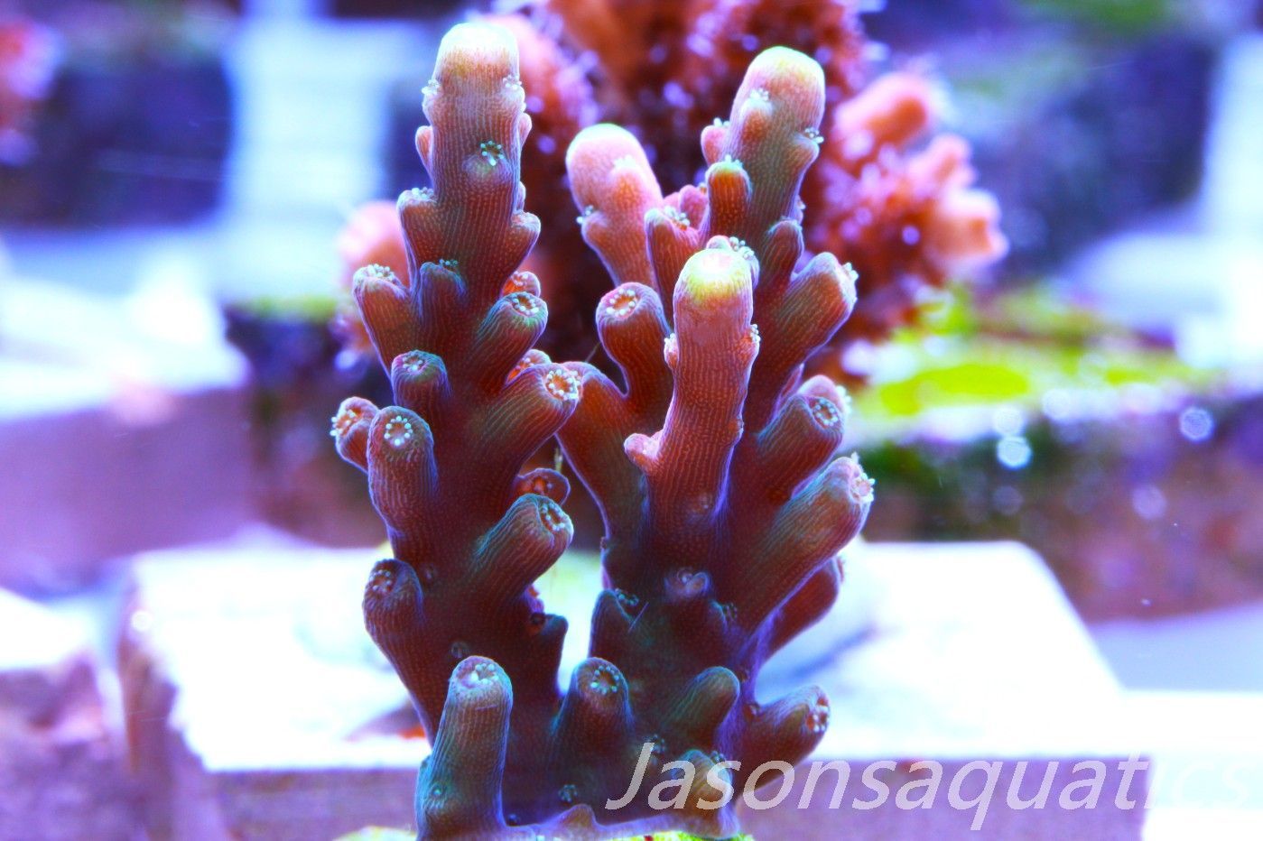 Acropora latistella ,Bali shortcake AKA firecracker Frag J Acropora latistella ,Bali shortcake AKA firecracker Frag J