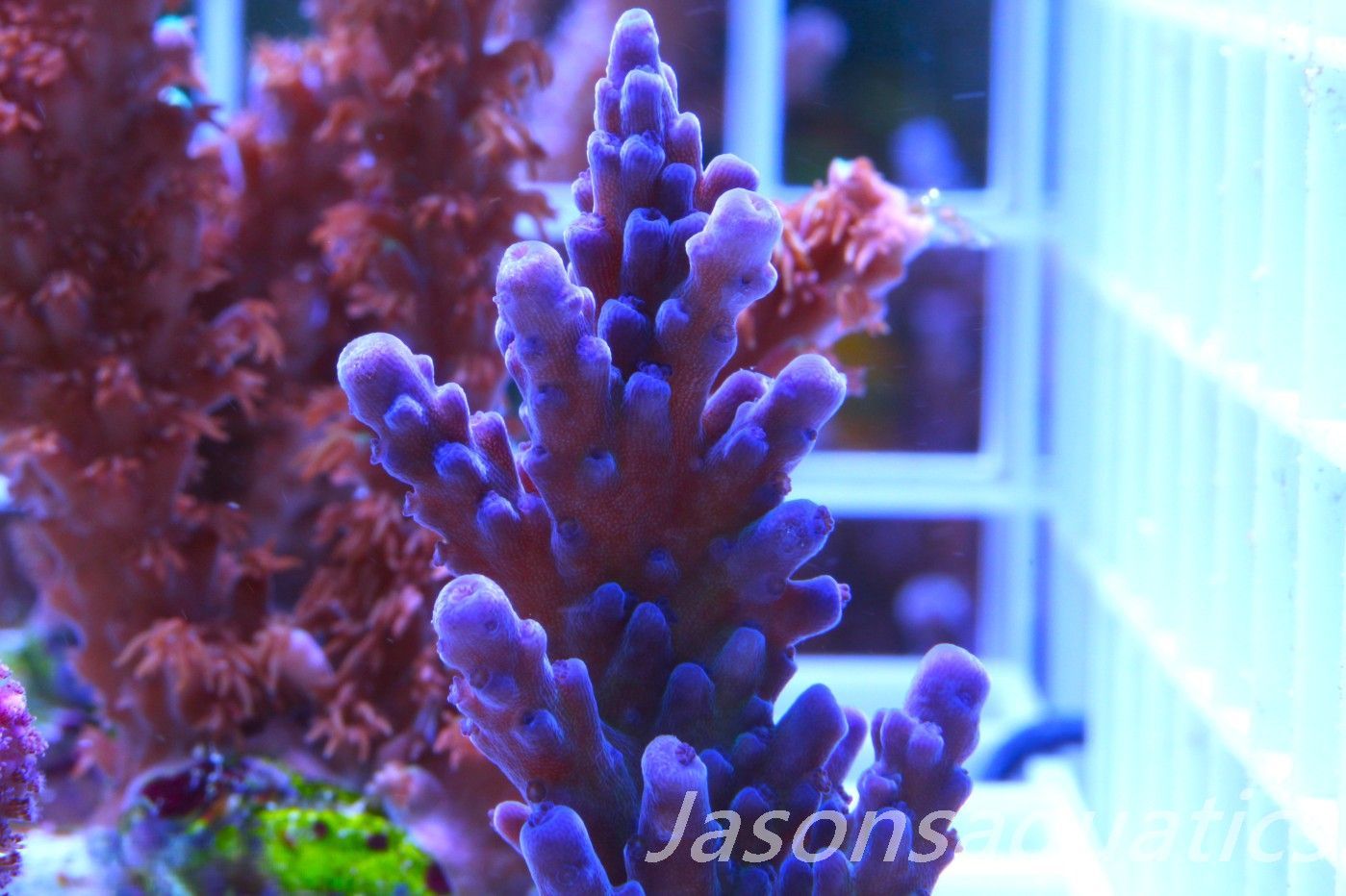 Acropora, Miyagi Tort Frag A Acropora, Miyagi Tort Frag A