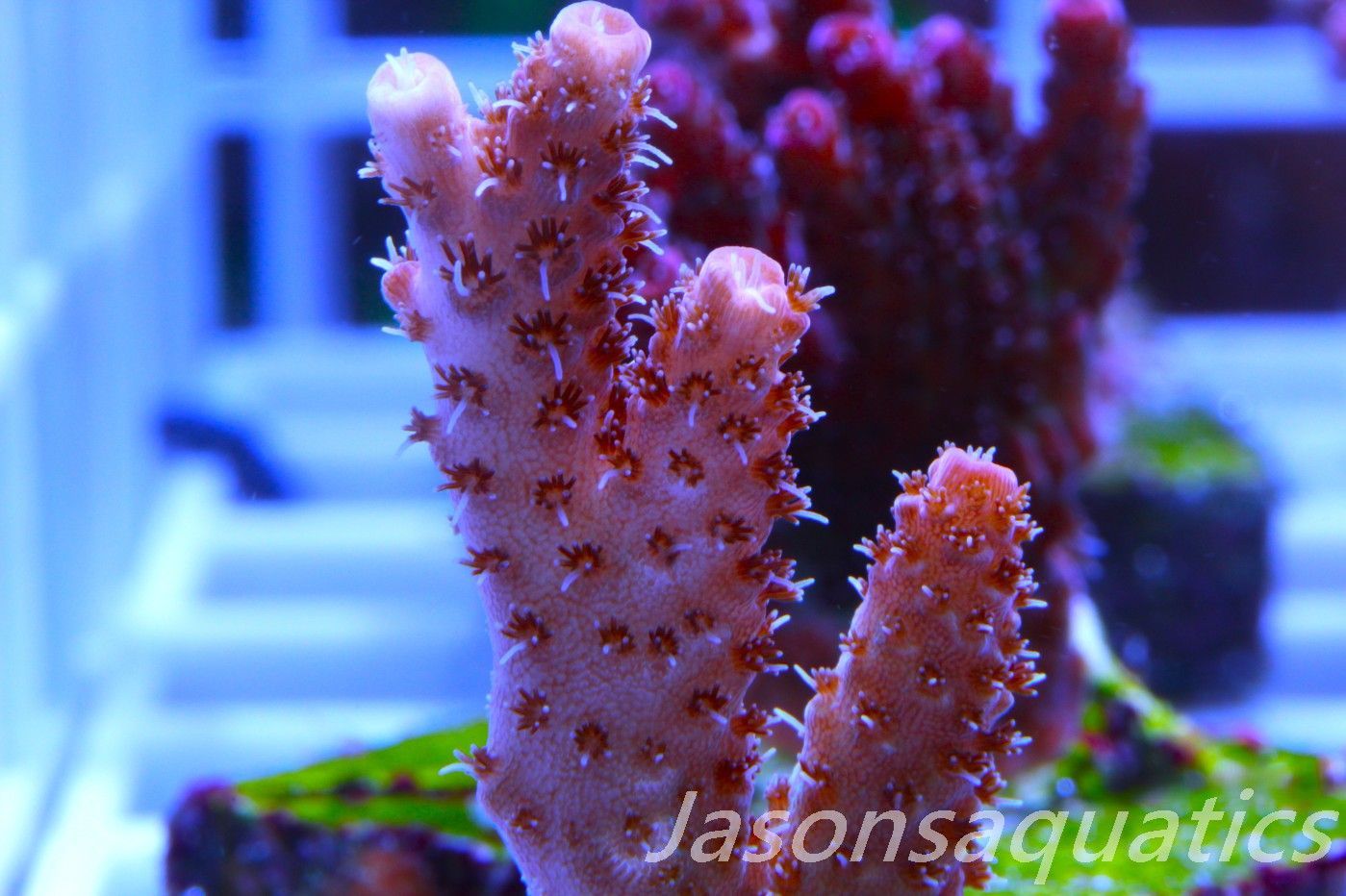 Acropora Hyacinthus Pink Table Acro Frag I
