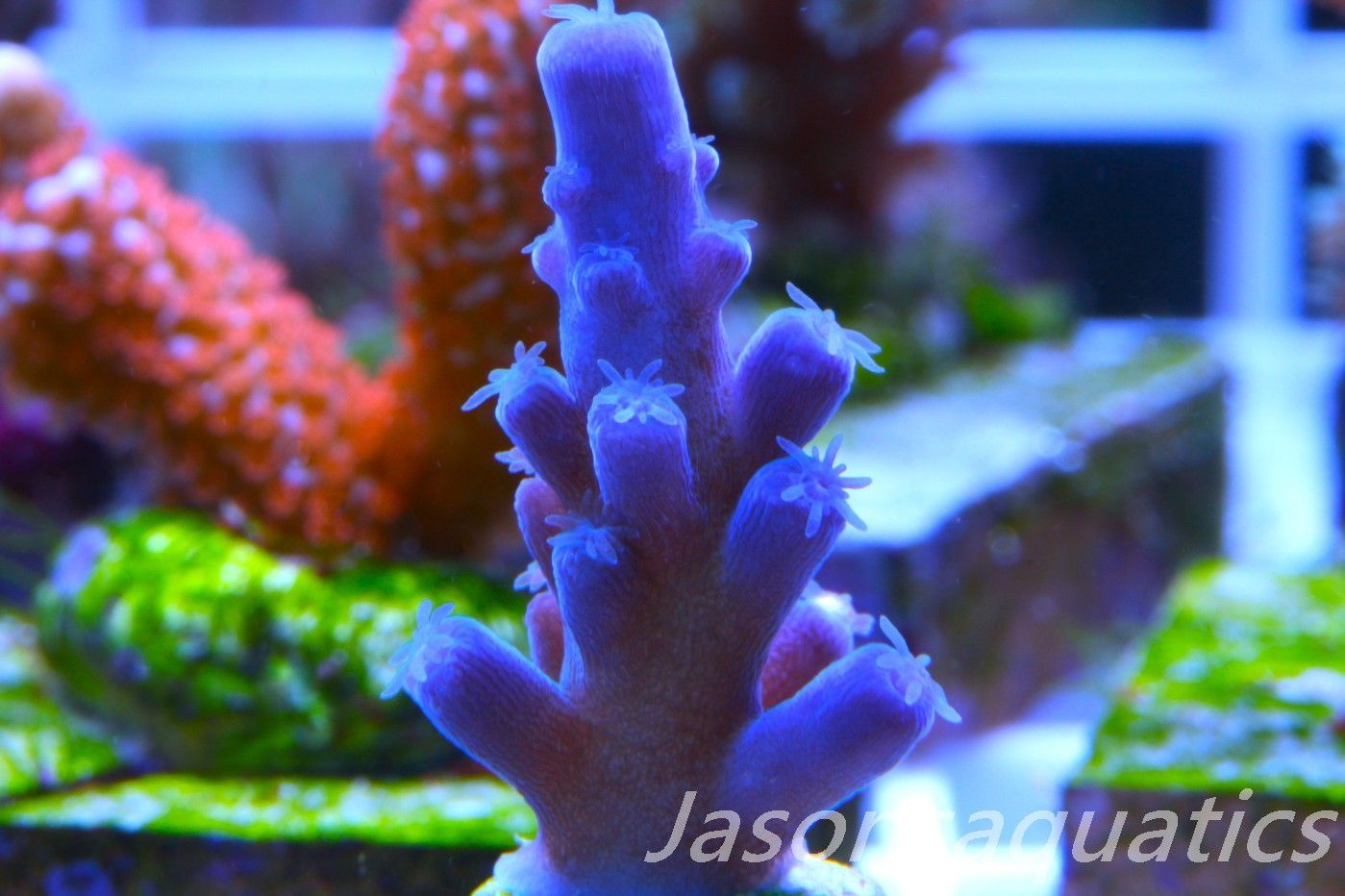 Acropora Oregon Tort Frag I Acropora Oregon Tort Frag I