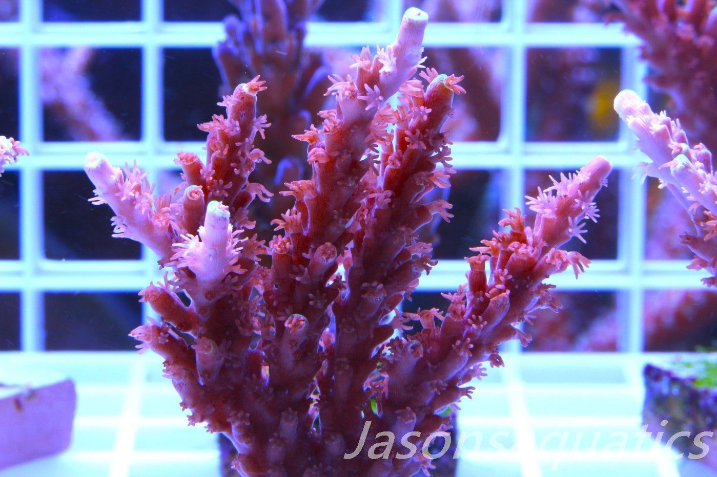Acropora Horrida, Blue Tips Dayglow Green Rim,Micro Colony, Frag I Acropora Horrida, Blue Tips Dayglow Green Rim,Micro Colony, Frag I