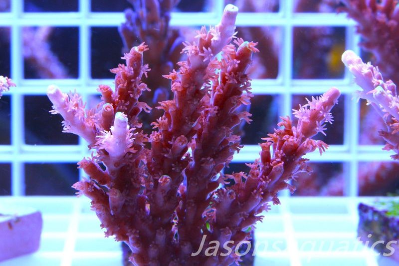 Acropora Horrida, Blue Tips Dayglow Green Rim,Micro Colony, Frag I