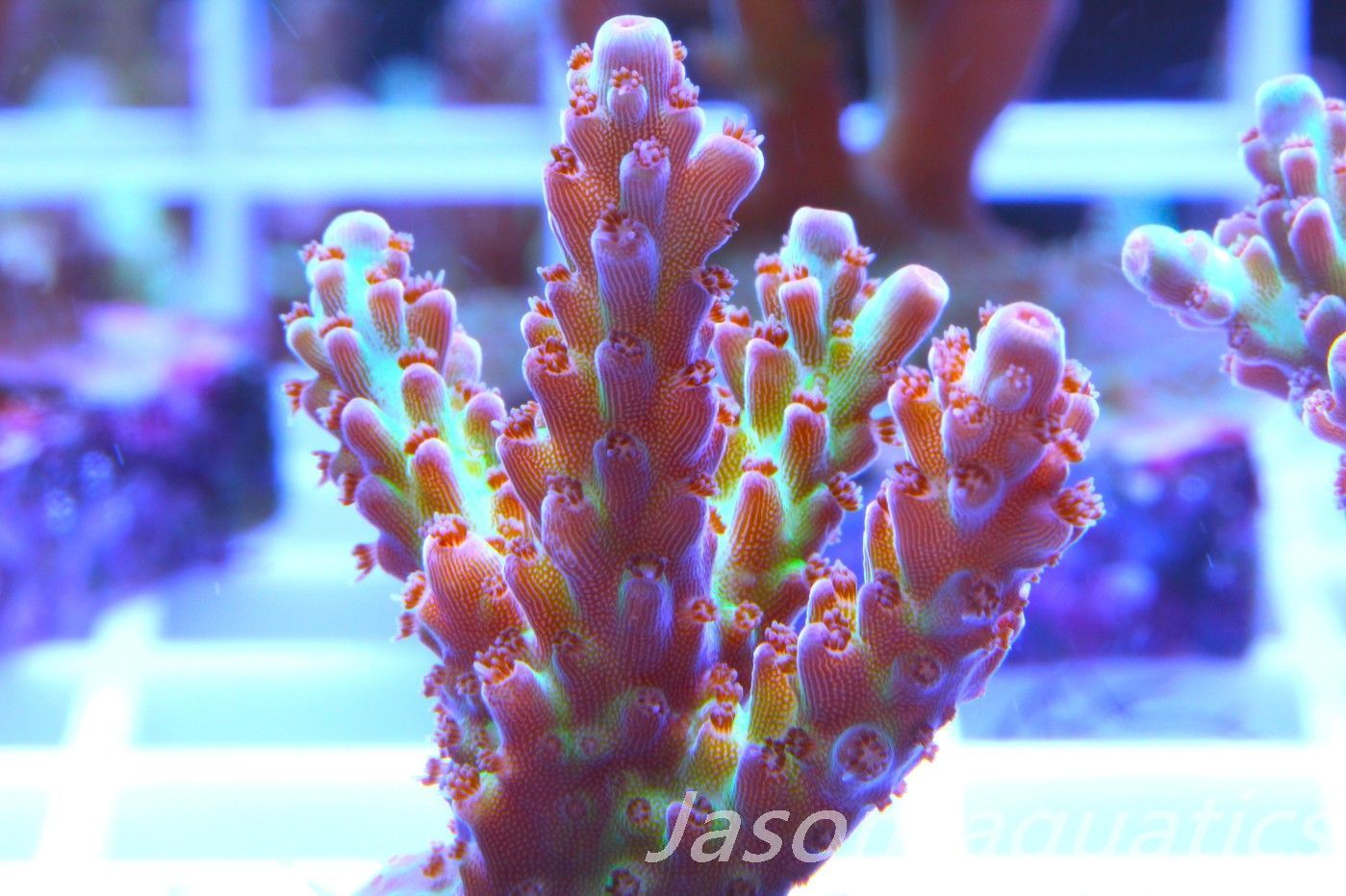 Acropora, Ultra Rare Australian Chroma Nova Frag J Acropora, Ultra Rare Australian Chroma Nova Frag J