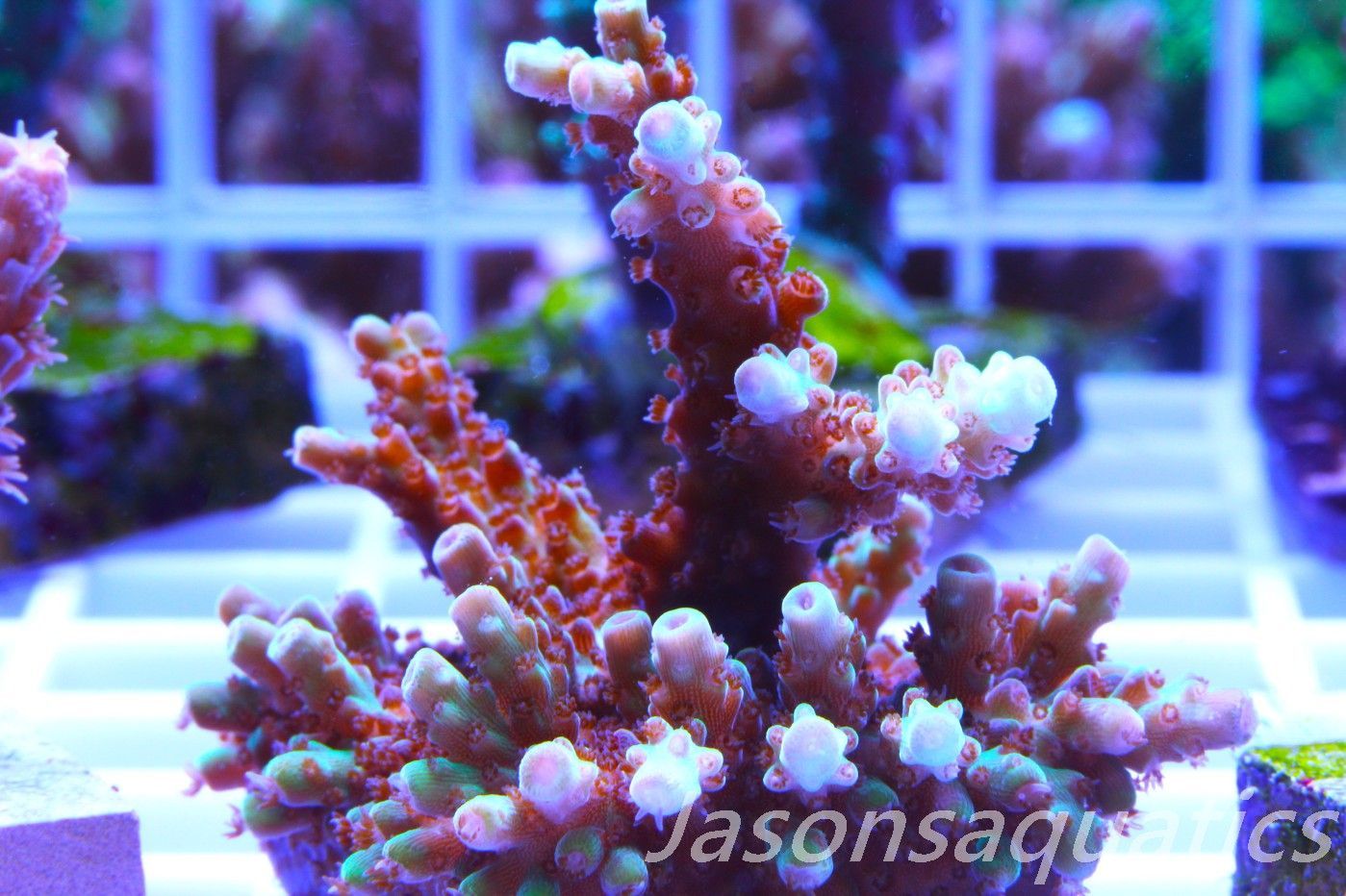 Acropora, Ultra Rare Australian Chroma Nova Frag M