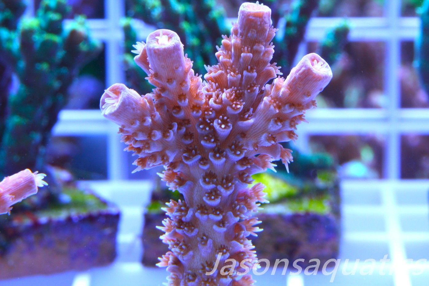 Acropora Pink Tenuis (Acropora Bifaria) Frag H