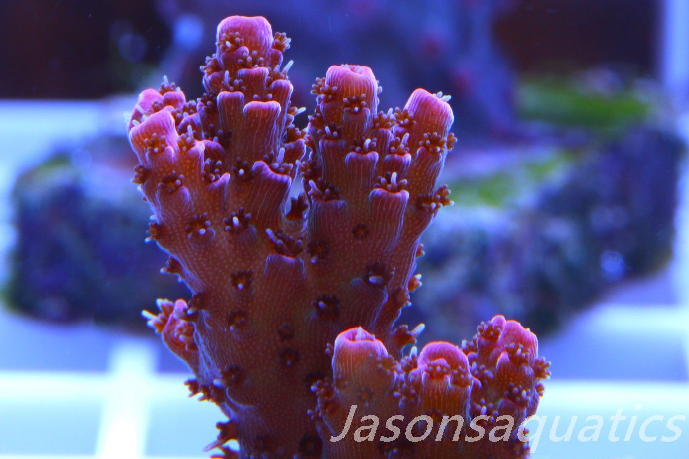 Acropora, All Time Classic Red Planet Frag G