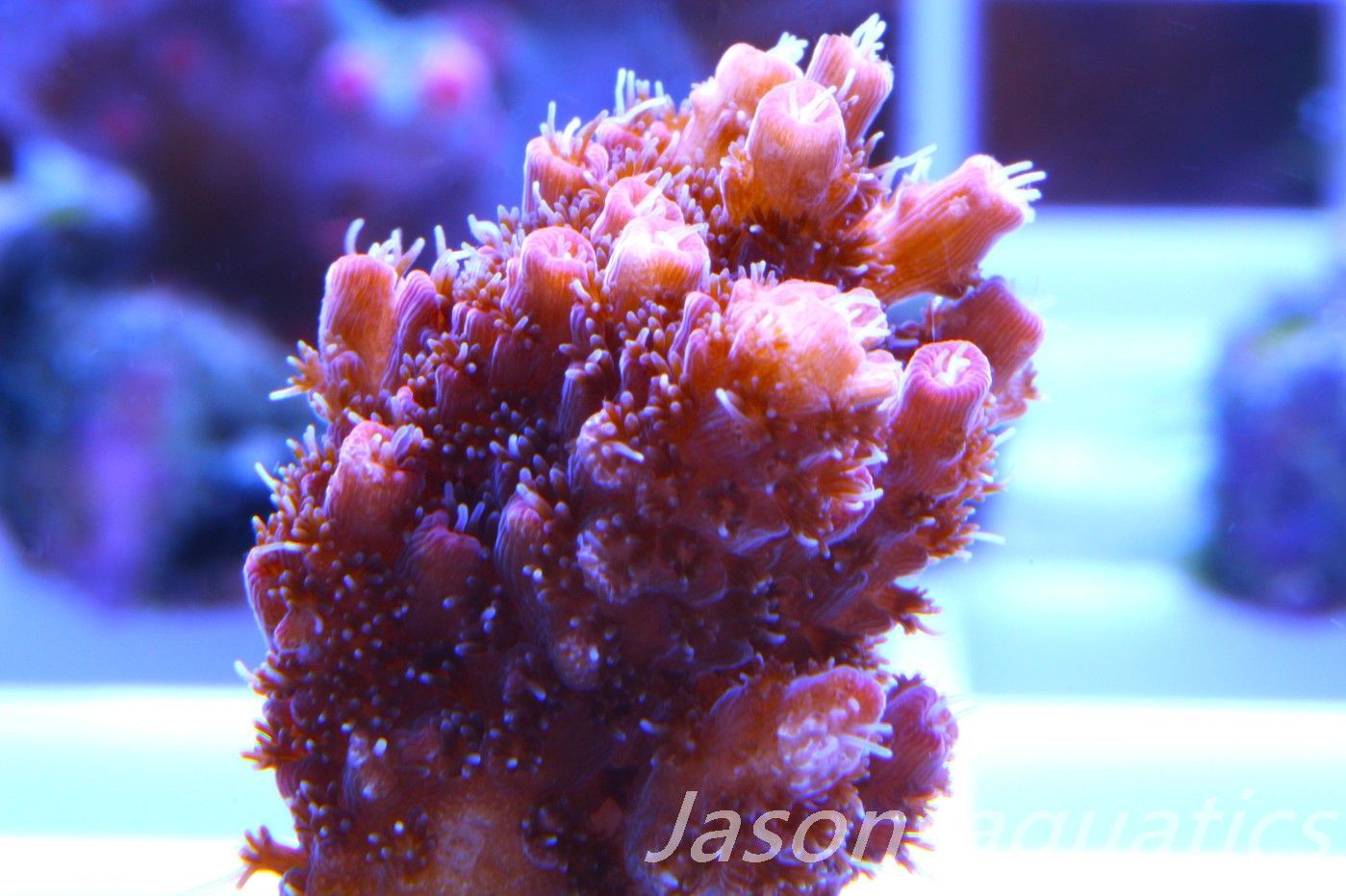 Acropora, All Time Classic Red Planet Frag H
