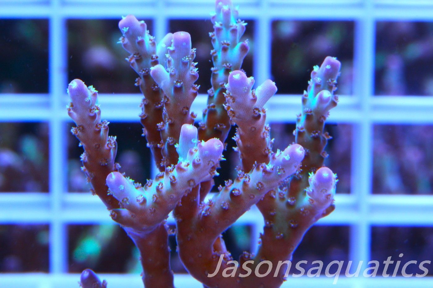 Acropora Pearlberry,Good size Frag,Frag H