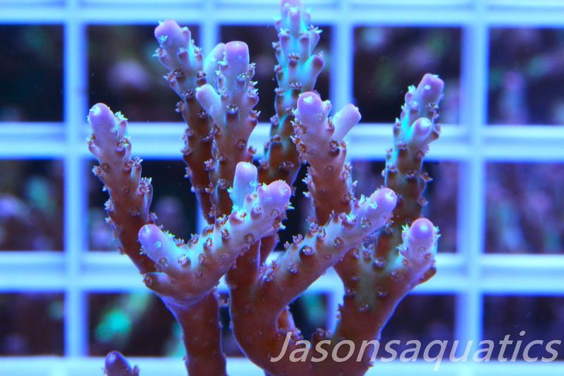Acropora Pearlberry,Good size Frag,Frag H
