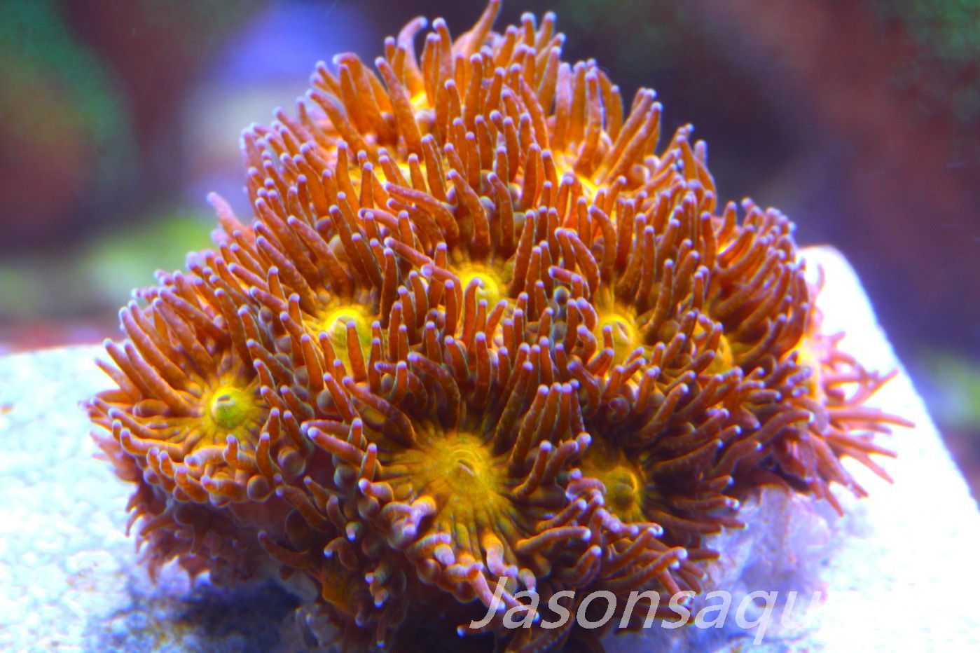 Leptastrea, Hellfire Lepto frag, Frag C Leptastrea, Hellfire Lepto frag, Frag C
