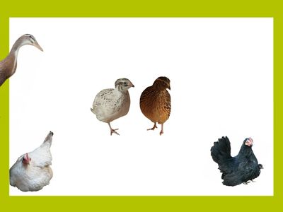 Für gefiederte Freunde