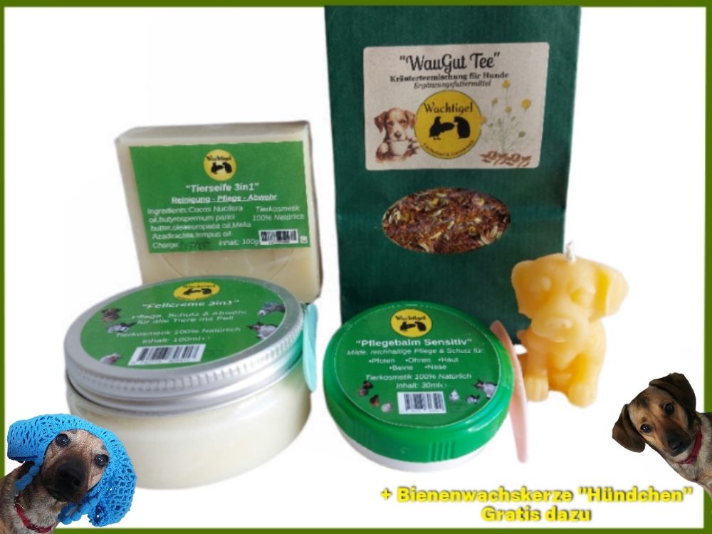 Wachtigel "WauGut Boxxx"