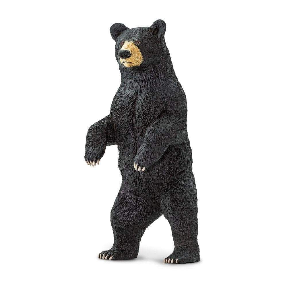 Black Bear standing