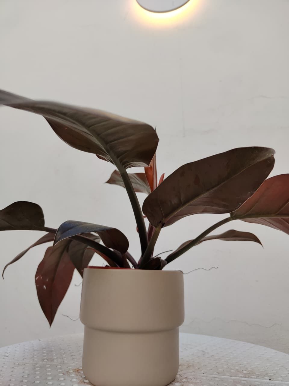 1046 Planta Filodendro Ruborizada