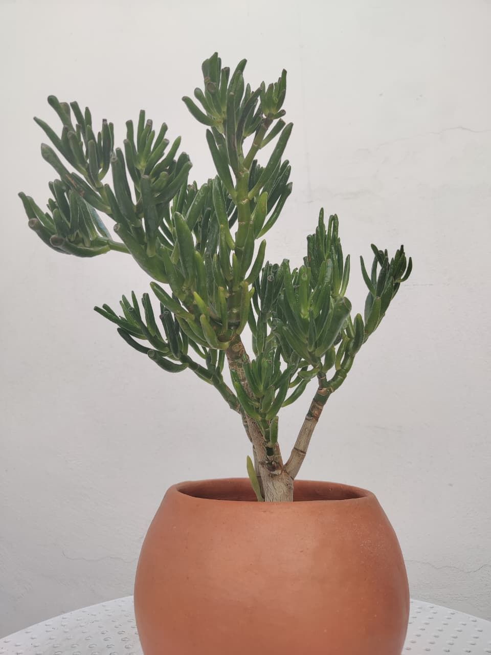 1071 Ovata Golium