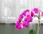 Los Cuidados de la Orquídea Phalaenopsis » Mundo Jardín