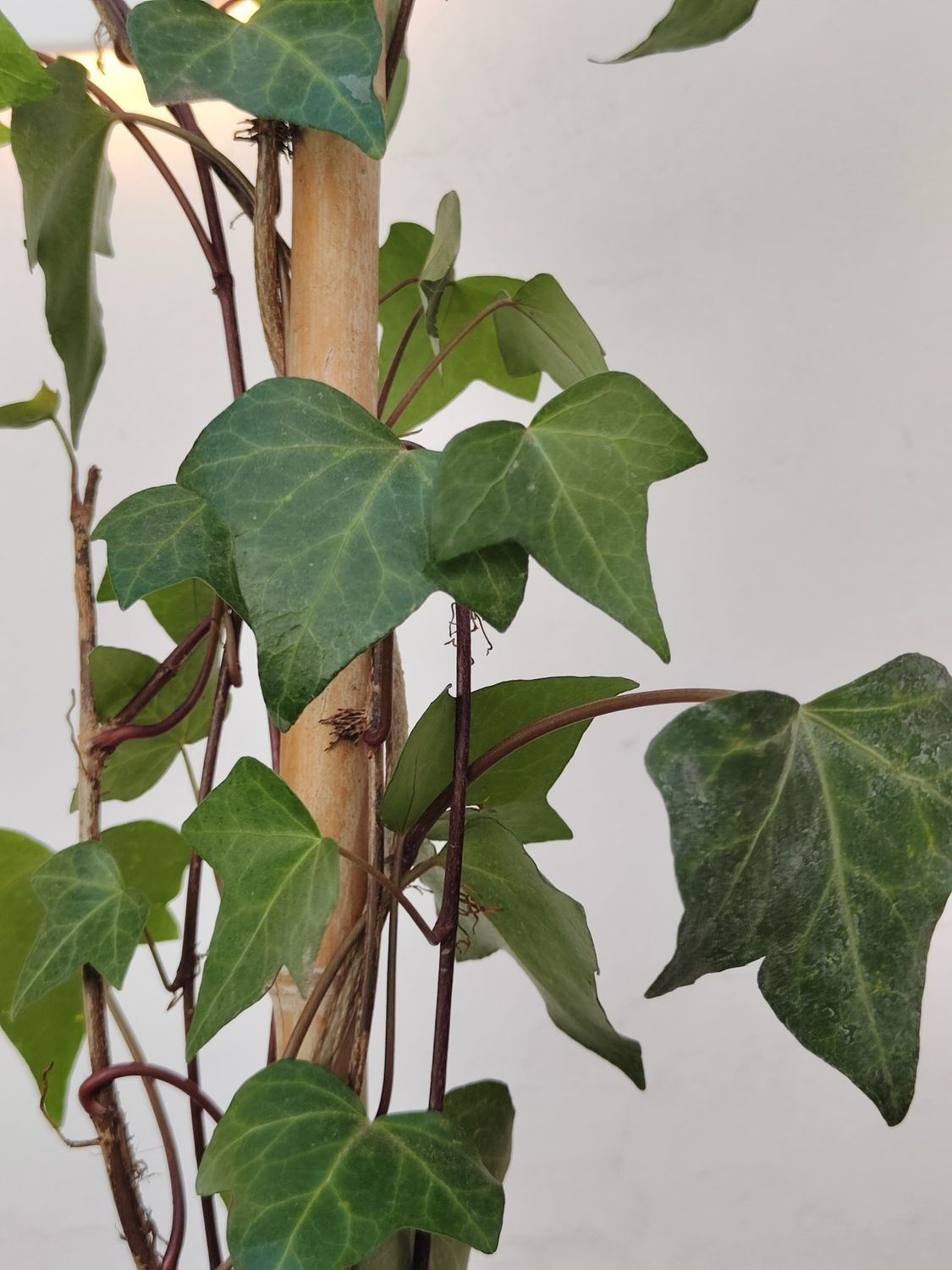 Planta Hiedra Chica