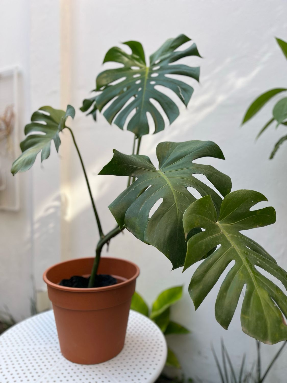  Planta Costilla de Adán o Monstera Grande