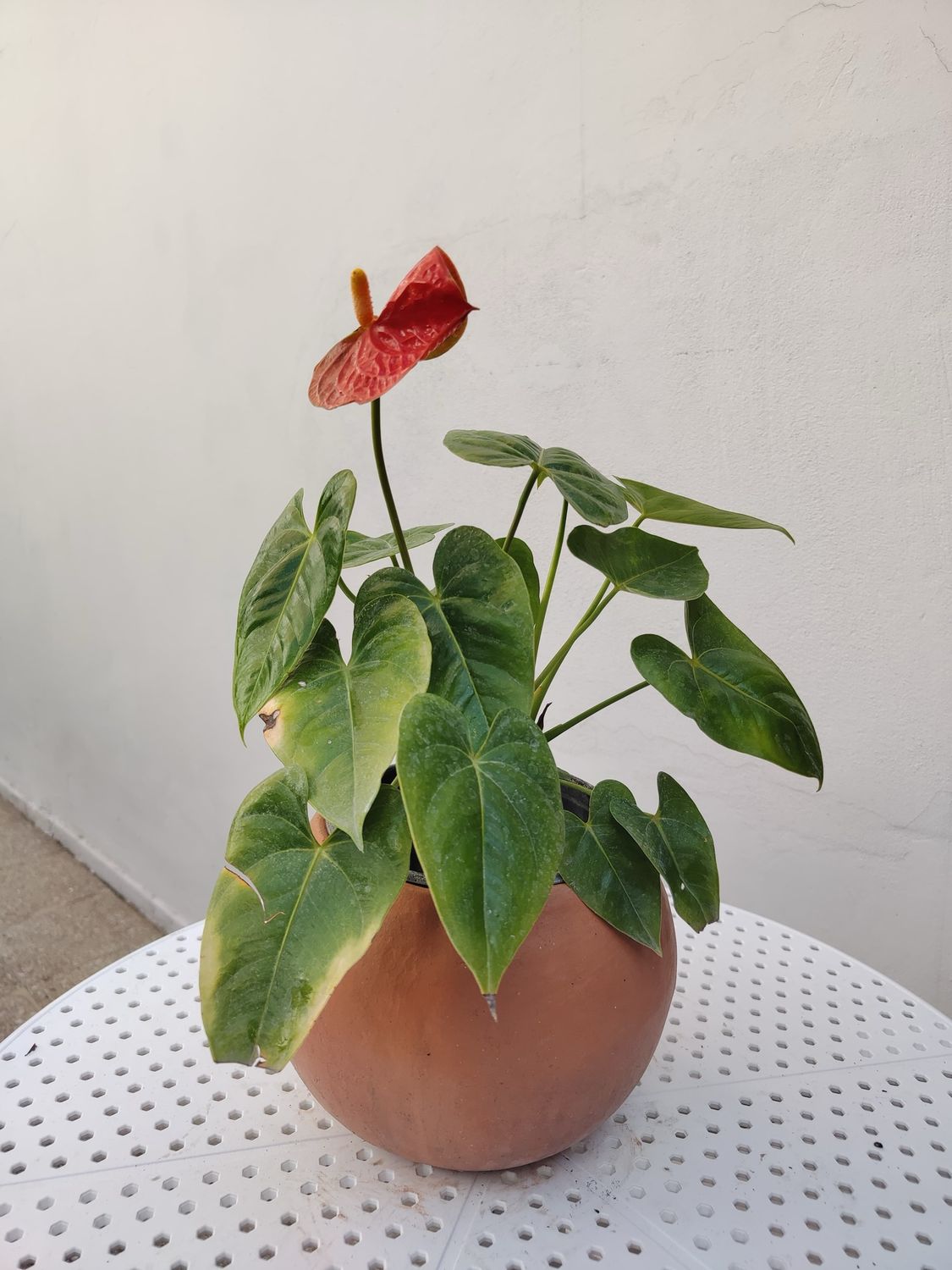 Planta Flor de Flamenco Grande