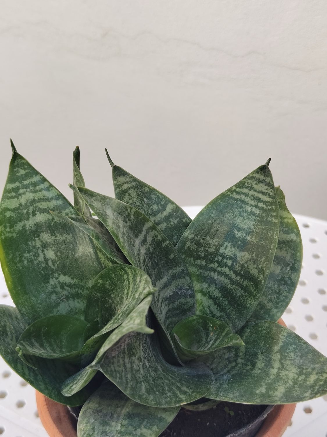 Planta Espada de San Jorge Enana