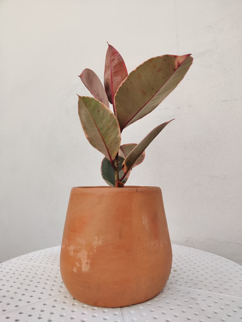 1005 Planta Gomero Chico