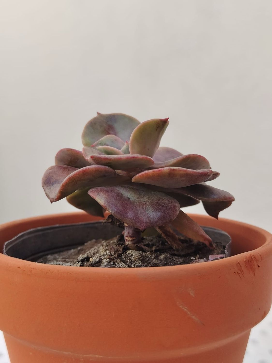 1010 Planta Suculenta